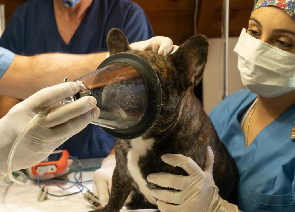 la chirurgia alla clinica veterinaria passerini