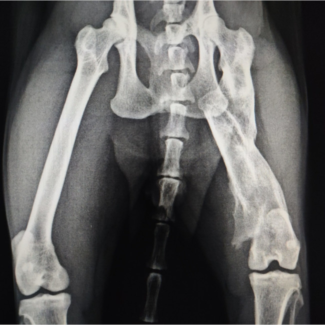 radiografia rx gatto vecchia frattura