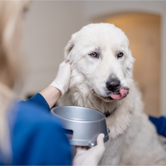 degenza animali in clinica