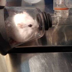 specializzati nella cura roditori