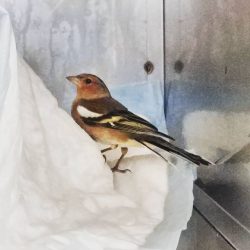 la cura patologie degli uccelli alla clinica veterinaria passerini