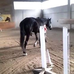 cure sul posto per cavalli e asini