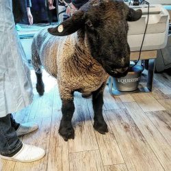 pecora capra ariete montone