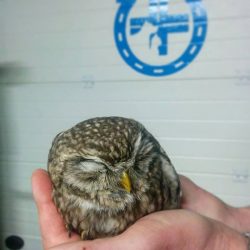 clinica veterinaria passerini specializzati cure per uccelli